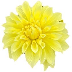 Galway Flower Farm logo