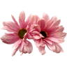 TheDutchflowergirl