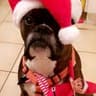Woof Justice Dog Grooming