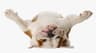 Pet Business Insurance Ireland