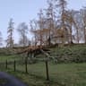 Doran Tree Services