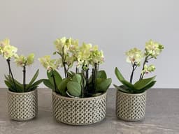 Orchids.ie logo