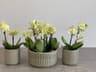 Orchids.ie