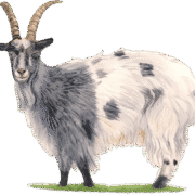 Old Irish Goat Centre logo