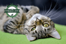 O'Reilly & Fee Veterinary Surgery - Armagh