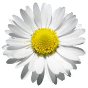 Daisyhouse Housing Association logo