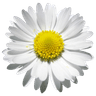 Daisyhouse Housing Association