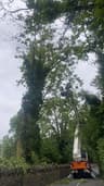 Limerick Tree Care