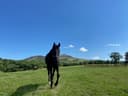 Ballyorney Veterinary Clinic