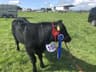 Lemonfield Angus Herd