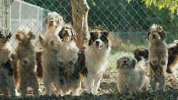 Brookview Boarding Kennels logo