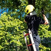 Ashwood Tree Services logo