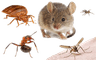 Environmental Pest Solutions