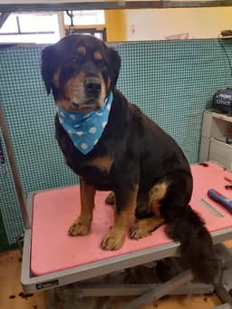 Tara's Dog grooming logo