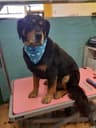 Tara's Dog grooming