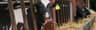 Ballygawley Veterinary Clinic - Ballygawley