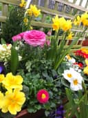 Easter Island Garden Centre