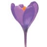 Crocus Cancer Support Centre