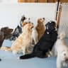 The Dog Company