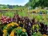 Kinbark Nurseries & Garden Centre