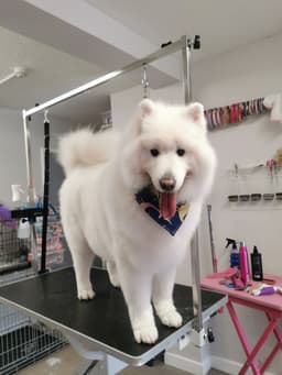 So Fetch Professional Dog Grooming Dublin logo