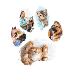City Vet logo