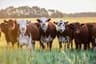 AgriStore.ie