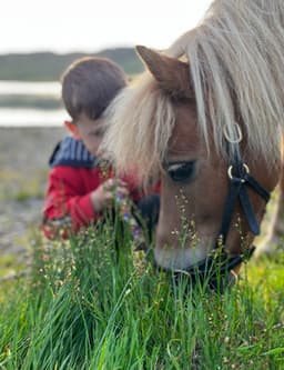 Counselling & Equine Assisted Counselling - Shauna Conaghan logo