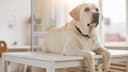 All Creatures Veterinary Clinic (XL Vets Ireland)