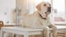 All Creatures Veterinary Clinic (XL Vets Ireland)
