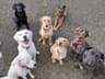 Happy Irish Dogs