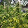 Vape & 420 District Ireland