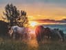 Equine Tendon