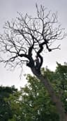 Healion Tree Care
