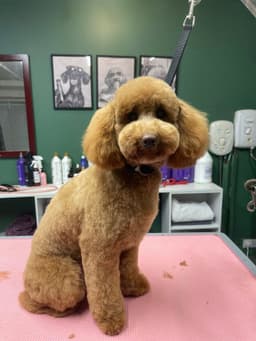 Groovy Dogs Grooming logo
