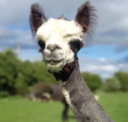 Hilltop Farm Alpacas - Please book in advance logo