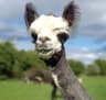 Hilltop Farm Alpacas - Please book in advance