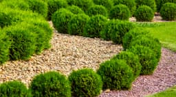 LM Landscaping logo
