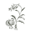 Wildflower