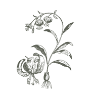 Wildflower logo