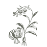 Wildflower