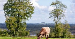 Mount Briscoe Country House logo
