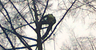 Gavin McDermott Tree Services