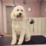 PetSmartGrooming Westport