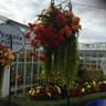 Pergola Nurseries Limited