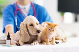 St. Francis Animal Dispensary logo