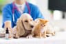 St. Francis Animal Dispensary