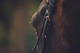 Coolmore Stud logo