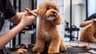Muttugly Dog Grooming