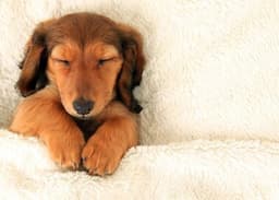 Lookout Paws Pet Boarding logo